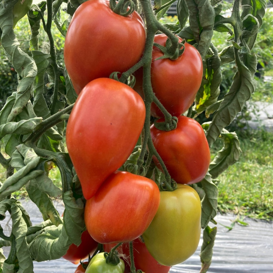 Tomato Big Mama